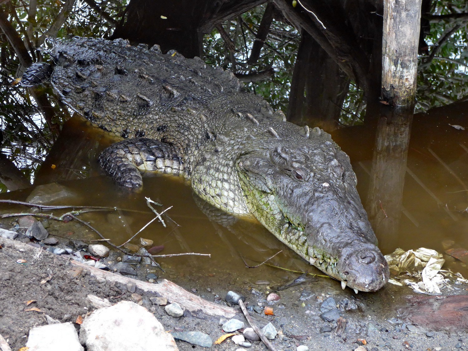 Huge crocodile in the sanctuary of La Manzilla